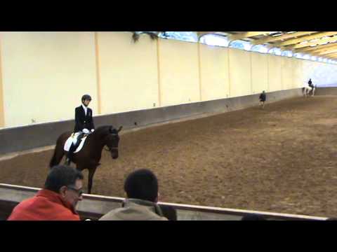 Dom Dinis na Aprovação para Garanhão  na Quinta da Marinha 22 2 2014 4