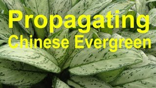 Chinese Evergreen | Propagation | Repotting