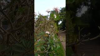 Download lagu morning vibes🎶 🤗 mp3