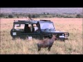 Big Cat Diary Cheetah Gets Chased