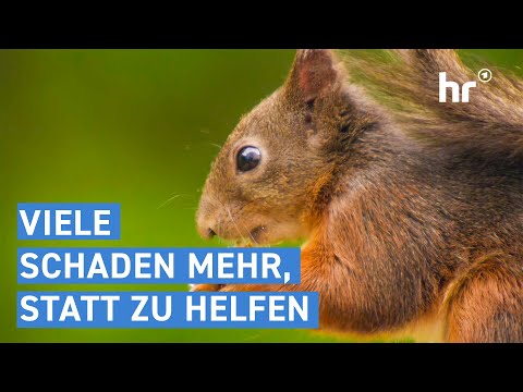 How you can really help animals in winter | everything you need to know