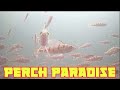 Video Thumbnail for Perch paradise? They were so many of them! at Blackstrap Reservoir Sk. Canada