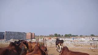 preview picture of video '#Cow #masti time #cowheat #HFCross #22litercow #Gircow'