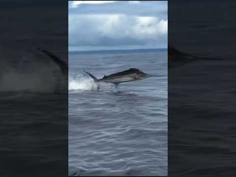 Golfito Sportfishing 2026: From "Apeshit" Marlin to Trophy Yellowfin! #fishing