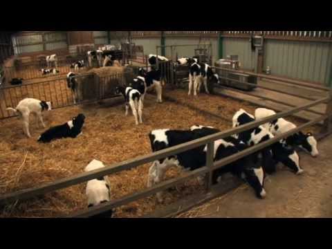 Alma (Documentario Amazzonia ITA)