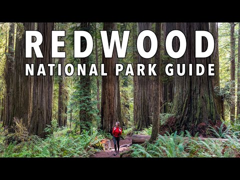 8 EPIC Things To Do In Redwood National Park (2025 Guide)