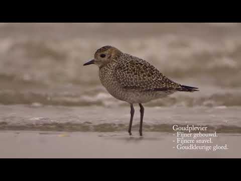 Discover the differences between Grey Plover and European Golden Plover