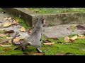 Gaya Kucing Kucing Kawin