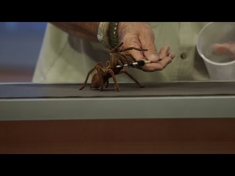 download lagu mp3 mp4 Tarantula World, download lagu Tarantula World gratis, unduh video klip Tarantula World