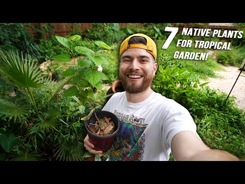 7 Awesome Plants For a Shade Garden! Native Tropical Yard Makeover in Texas Zone 9