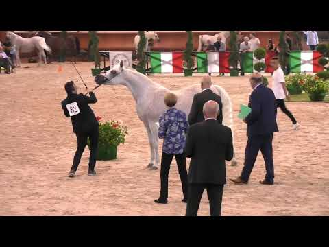 N.82 GRISENDA CHANDRA - Italian Nationals 2018 - 10 Years Old and Older Mares (Class 9)