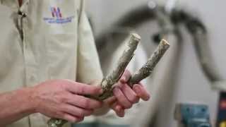 Make your own Slingshot - Natural Slingshot Fork Selection