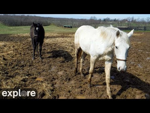 Live webcam view of Rescue Horse Pasture at KYEAC