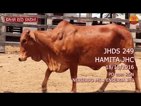 JHDS 249 – HAMITA JHC  - BAHIA RED SINDHI
