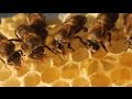 The Bee Dance