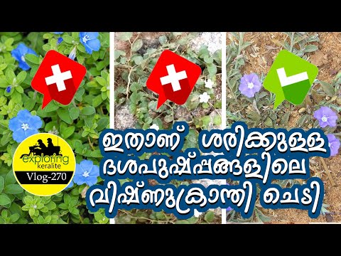 How to identify vishnukranthi plant #ayurveda #dasapushpam #vishnukranthi