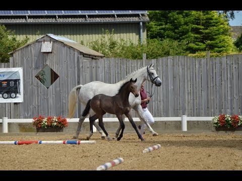 Prämiertes Holsteiner Hengstfohlen von Crunch