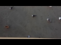 Seagulls Fighting Over Fast Food 121816 Venice Beach