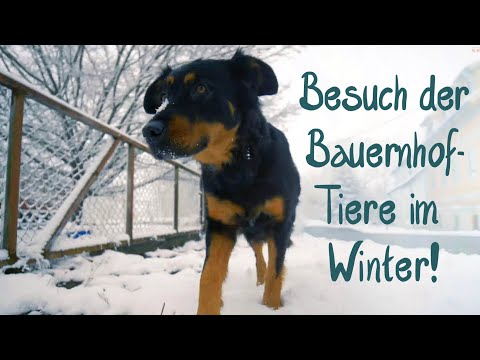 Bauernhoftiere im Winter