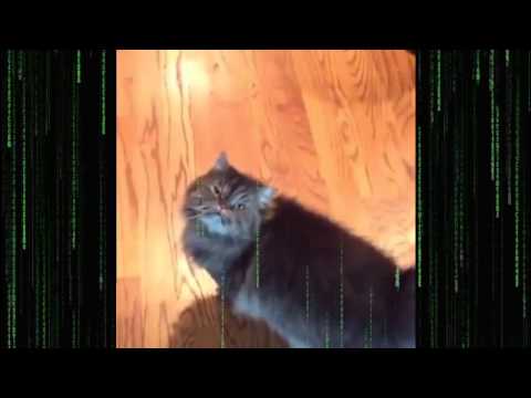 Yass Cat Morpheus, The Matrix, Yas
