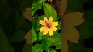 Download lagu ᭚ᬜᬯᬦ᭄‌᭟ (Nyawan) Lebah #lebah Bee #bee 68 mp3