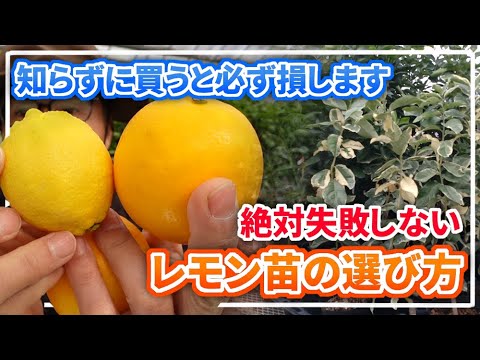 シトラス リメッタ 'プルシャ'