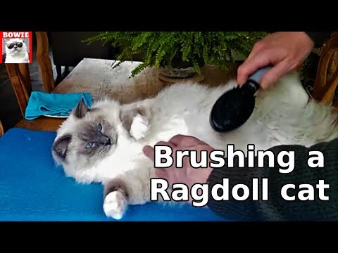 Brushing a Ragdoll cat's fur. What to do to prevent shedding?