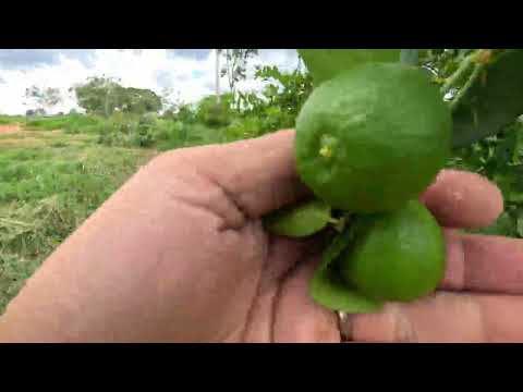 Fazenda 90 ha à Venda em Arinos MG | Rio Perene, Área Irrigada e Pasto Formado