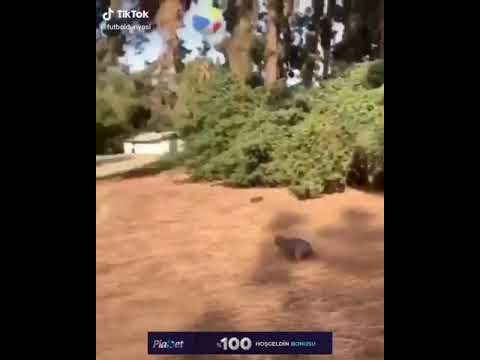 The amazing dog (nice animals) by gulzar RJ khan