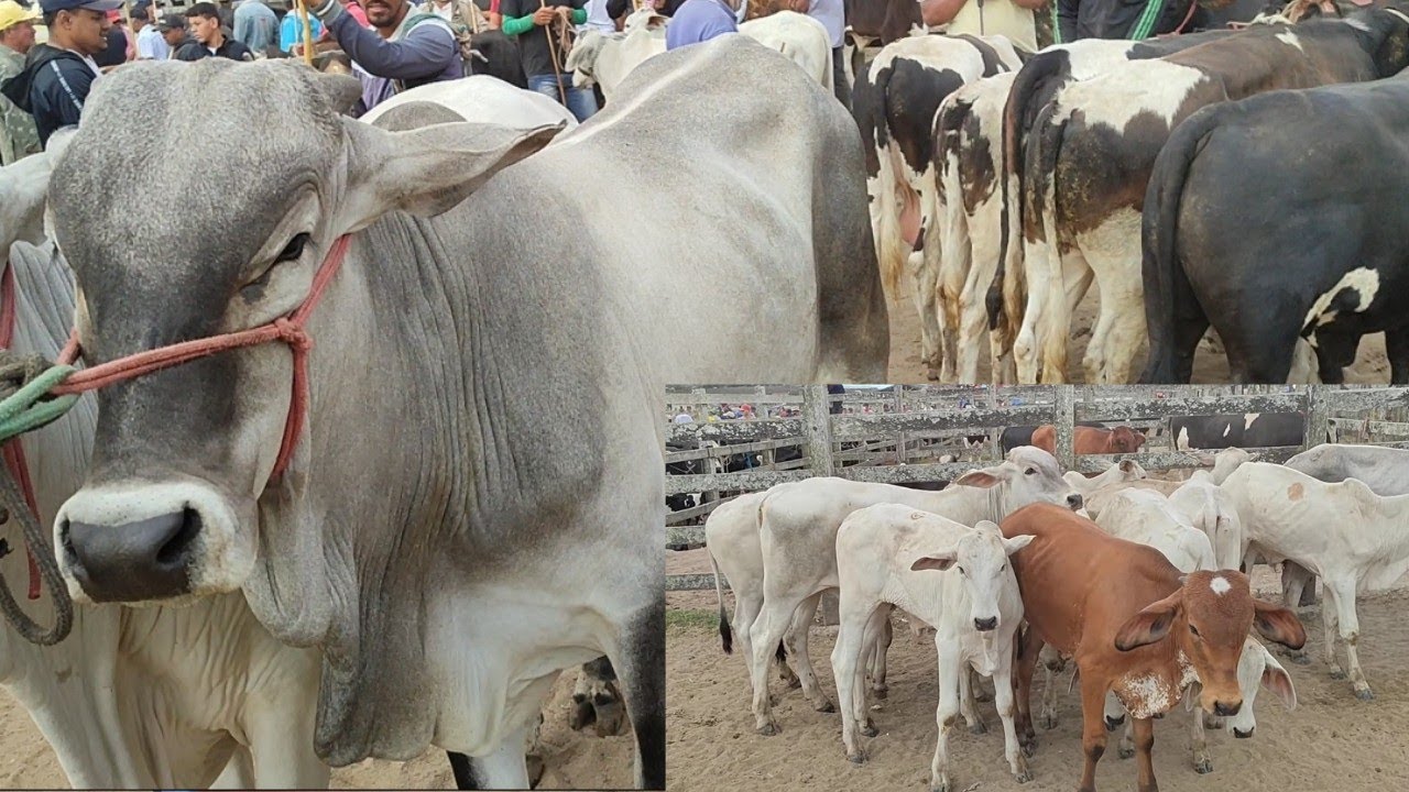 Feira de Gado de Capoeiras-PE 27-12-24 #pecuaria #nordeste #novilhas #vaca