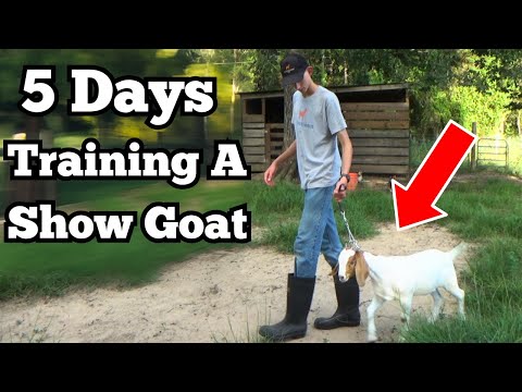 Days 1-5 Lead Training a Goat (+ feet set up training)!