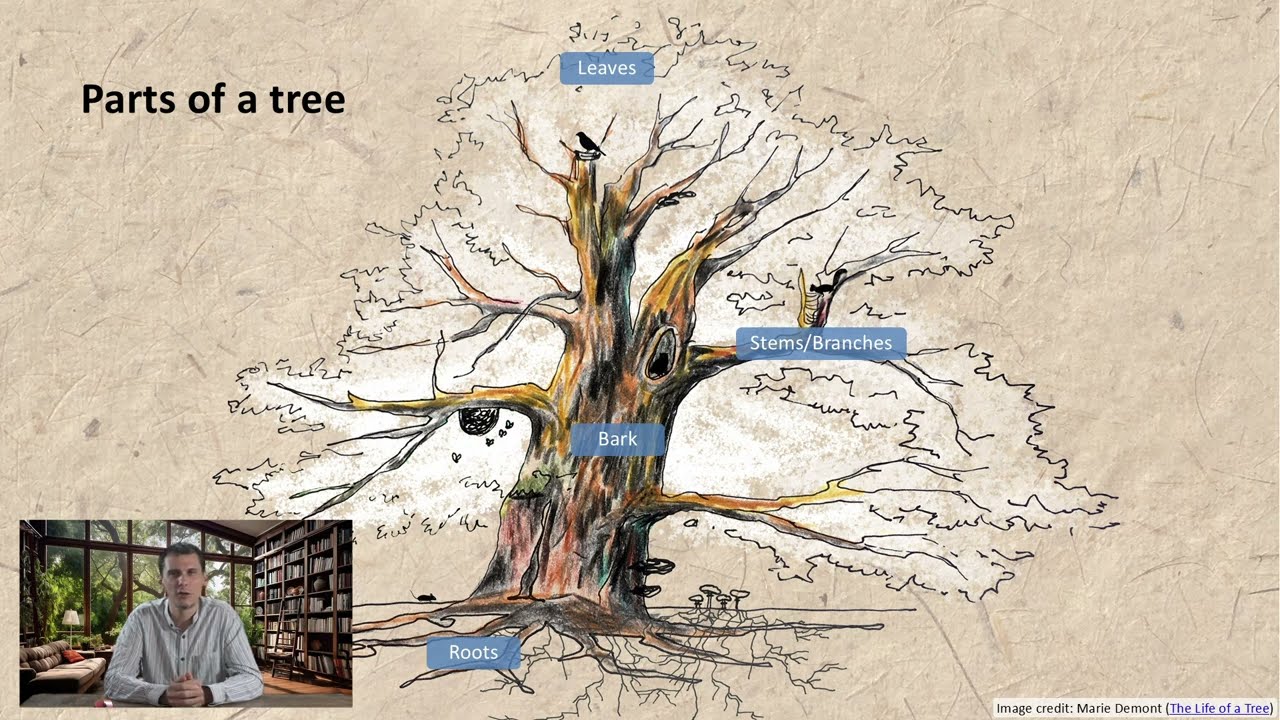 What is a Tree? Learn about the functions & characteristics