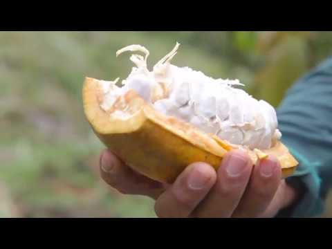 Palanda: The origin of cacao