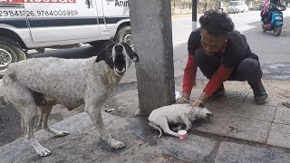 Animal Aid Unlimited - Incredible Animal Rescues in India