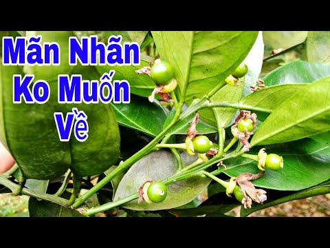 Cam V2 Sau 5 Ngày Phun giữ quả non bằng phân tầng, Ga3,bocaxxi của nhà em đây 🤪