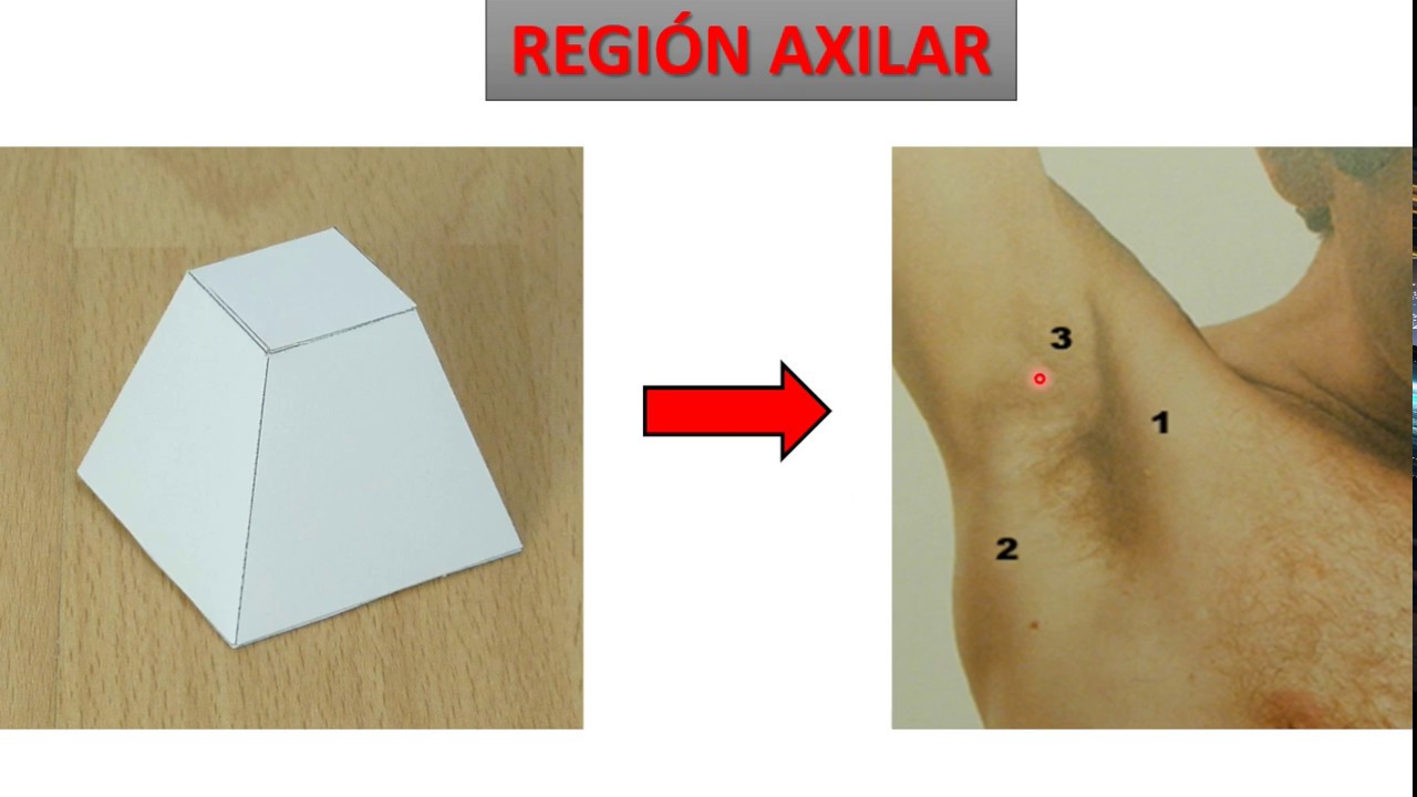 Región Axilar (actualizado)
