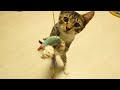 Tabby Kitten So Happy After Spayed Neutered