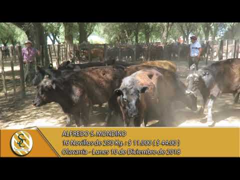 10-12-18 Venta de Machos - Alfredo S. Mondino - Olavarria