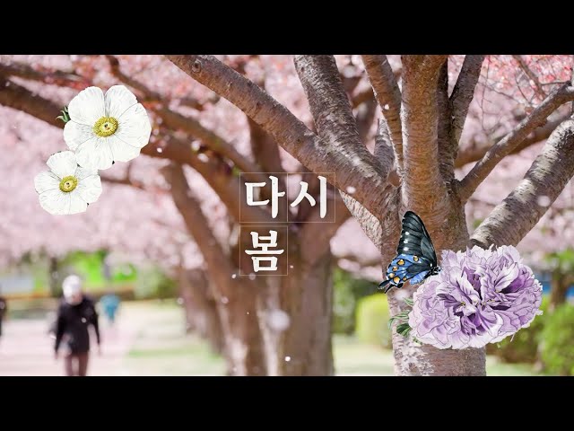2026 영등포 여의도 봄꽃축제