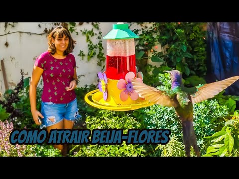 Como atrair os beija-flores para sua casa