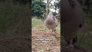 Download lagu pikat burung terkukur suara merdu mp3 Download lagu pikat burung terkukur suara merdu mp3