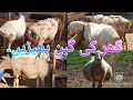 My Pregnant Sheep Protection For Pregnant Sheep In Winter