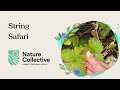 String Safari