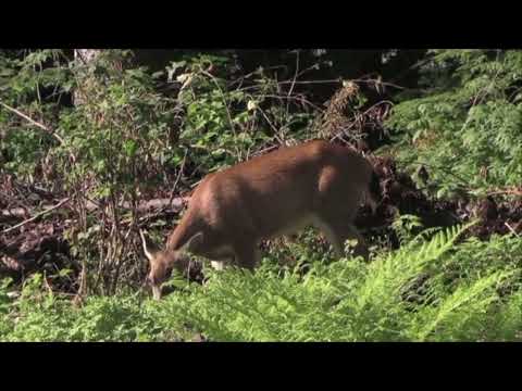 NJ Deer Hunt Liberty Park