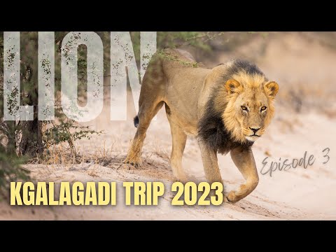 I finally see some lions in the Kgalagadi!  |  Episode 3/6