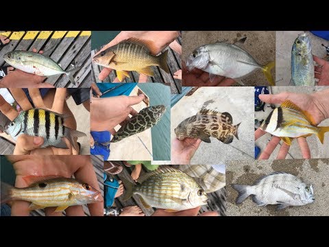 Multispecies Fishing for Crazy Tropical Fish!