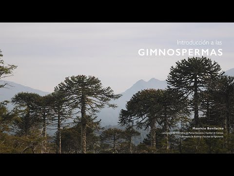 Introducción a las Gimnospermas