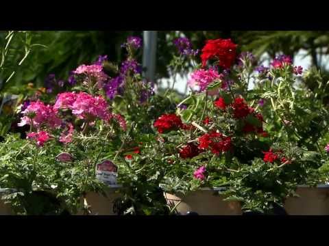 Verbenas are beautiful in multiple colors