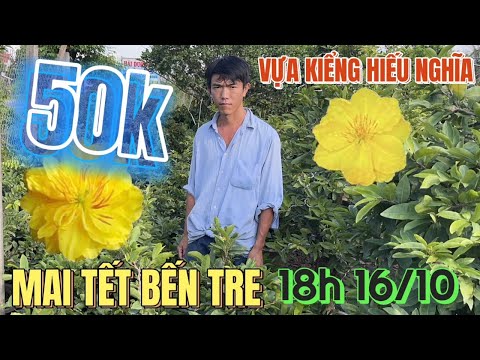 16/10 🔴Mai Tết Bến Tre vựa cây kiểng Hiếu Nghĩa xả bonsai đẹp mai vàng ghép thọ hương siêu bông
