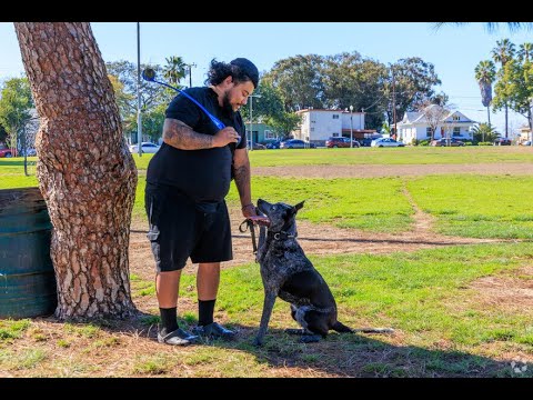 Willmore City City Guide | Vibepedia